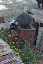 Some goats prefer to lie down when eating... Some goats prefer to lie down when eating...