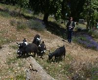 Goatherd. Goatherd.