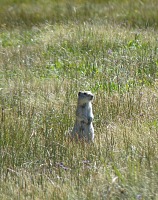 Marmot. Marmot.