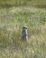 Marmot.