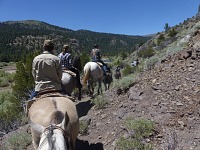 Off-road horses.