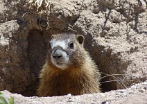 We had even seen marmots at Cedar Breaks. We had even seen marmots at Cedar Breaks.