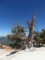 Bristlecone pines grow at ten thousand feet - longest (5 thousand years) living organisms on Earth. Bristlecone pines grow at ten thousand feet - longest (5 thousand years) living organisms on Earth.