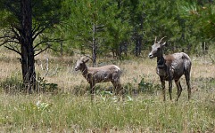 We had fruitlessly sought bighorn sheep in Rocky Mountains - here they just normally graze in a campground. We had fruitlessly sought bighorn sheep in Rocky Mountains - here they just normally graze in a campground.