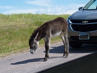 A zde vidíme mladého oslíka v zácviku - jistě z něj vyroste zdárný PALIČATÝ osel. A zde vidíme mladého oslíka v zácviku - jistě z něj vyroste zdárný PALIČATÝ osel.