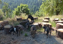 Kozenky nejevily žádné překvapení nad mým znovuzjevením se — takové krásné kozenky berou všichni na pastvu pravidelně a s radostí. Kozenky nejevily žádné překvapení nad mým znovuzjevením se — takové krásné kozenky berou všichni na pastvu pravidelně a s radostí.