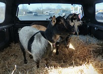 Goats loaded. Goats loaded.