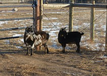 Goaties search for a place where other animals live here. Goaties search for a place where other animals live here.