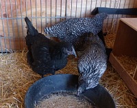 So we got them three companion chickens. So we got them three companion chickens.
