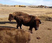 A steel-plated train makes its way through a herd of these respectfully large cows. A steel-plated train makes its way through a herd of these respectfully large cows.