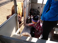 Feeding ensues from the safety of the train car. Feeding ensues from the safety of the train car.