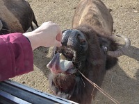 Some feed birds in winter, in Wyoming we feed bison. Some feed birds in winter, in Wyoming we feed bison.