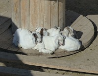 They have already five baby goats at Terry Ranch. They have already five baby goats at Terry Ranch.