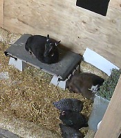 And on some days not a single goat (or chicken) would venture out. And on some days not a single goat (or chicken) would venture out.