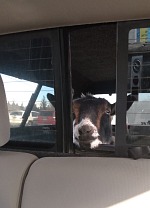 Twilight going to the vet. Twilight going to the vet.