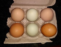 Light brown eggs are from Jet, blue from Sasha a dark spotty ones from Pepper. Light brown eggs are from Jet, blue from Sasha a dark spotty ones from Pepper.