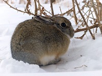 Even our court rabbit thinks it's really cold. Even our court rabbit thinks it's really cold.