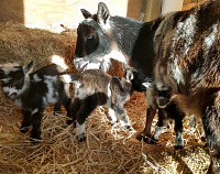 Twilight and triplets in the sun of the first day. Twilight and triplets in the sun of the first day.