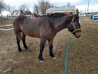 Blind mare Chance. Blind mare Chance.