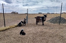 Twilight watches her kids on every step. Twilight watches her kids on every step.