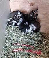 Triplets cause much mischief — turned a hay bin into their bed. Triplets cause much mischief — turned a hay bin into their bed.