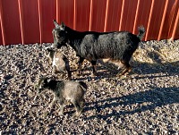 Licorice walking with her girls. Licorice walking with her girls.