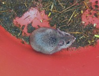 Birds flock to Snow White, mice follow her... Birds flock to Snow White, mice follow her...