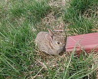 Baby rabbit. Baby rabbit.