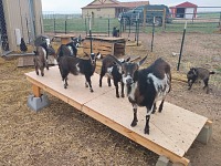 Our baby goats are growing up strong — here they supervise repairs of the door. Our baby goats are growing up strong — here they supervise repairs of the door.