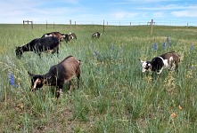 The prairie grew grass at lightning speed — and burst into flowers. The prairie grew grass at lightning speed — and burst into flowers.
