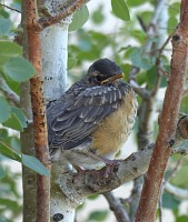 Just one baby bird survived. Just one baby bird survived.