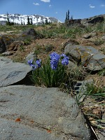 Medicine Bow National Forest. Medicine Bow National Forest.