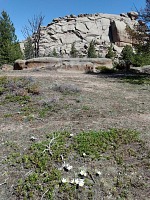 Spring arrived to 8,500 ft — pulsatillas blooming. Spring arrived to 8,500 ft — pulsatillas blooming.