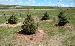 New trees — and the cut fiber. New trees — and the cut fiber.