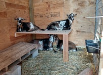 Goaties received another shed upgrade — bunks. Goaties received another shed upgrade — bunks.