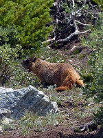 Marmot. Marmot.