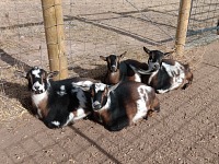 Kozenky využívají teplého prosince k relaxaci - zleva Mick, Freddy, Bonnie a jejich máma Večernice. Kozenky využívají teplého prosince k relaxaci - zleva Mick, Freddy, Bonnie a jejich máma Večernice.