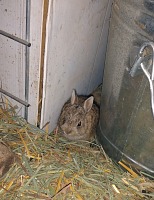 We have a squatter in our goat shed. We have a squatter in our goat shed.