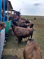 Bison on the ranch. Bison on the ranch.