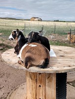Goaties have it good. Goaties have it good.
