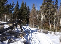 Forest held on to some of the snow. Forest held on to some of the snow.