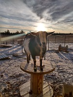 After Christmas even our goats laugh at temperature. After Christmas even our goats laugh at temperature.