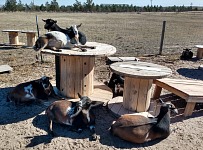 One day the goaties sunbathe... One day the goaties sunbathe...
