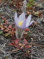 And pasqueflowers bloomed. And pasqueflowers bloomed.