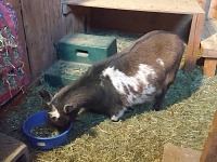Twilight had to kneel down to feed. Twilight had to kneel down to feed.