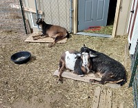 Goaties appreciate spring sunshine. Goaties appreciate spring sunshine.