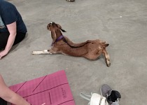 Some baby goats take goat yoga very literally. Some baby goats take goat yoga very literally.