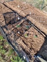 Tomatoes are cold this year. Tomatoes are cold this year.