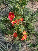 Orange Austrian rose. Orange Austrian rose.