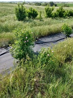 Wild rose decided to go feral and sent an offshoot into the prairie. Wild rose decided to go feral and sent an offshoot into the prairie.